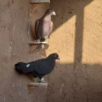کبوتر پرشی|پرنده|سبزوار, خسروجرد|دیوار