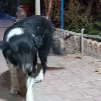 واگذاری سگ قدرجونی|سگ|ابریشم, |دیوار