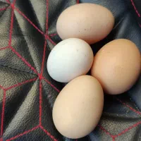 تخم مرغ بومی