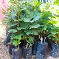 نهال انجیر گلدانی سفید خشکباری استهبانی در شیراز|خدمات باغبانی و درختکاری|شیراز, رکنآباد|دیوار