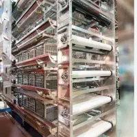 نیازمند متخصص قفس مرغ تخم گذار اتوماتیک