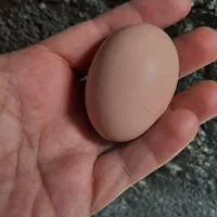 تخم مرغ نطفه دار برهما رومانی(اصیل)