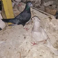 4 عدد کفتر (کبوتر) مناسب نو بازی