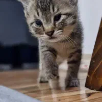 واگذاری ۲ گربه