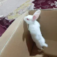 باسلام یک قلاده خرگوش سفیدبرفی کاملا اهلی