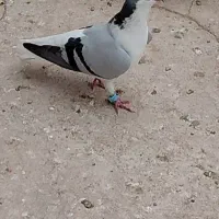 کبوتر
