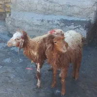 بره|حیوانات مزرعه|اهواز, زیتون کارمندی|دیوار