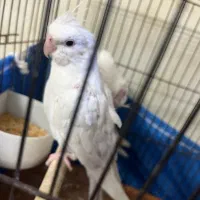 جوجه عروس البینو تازه دونخور