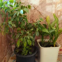 دو جفت گل قشنگ