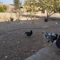 مرغ گلین و لری|حیوانات مزرعه|فولادشهر, A3|دیوار