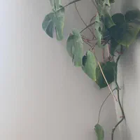 برگ انجیری ۸ساله سرحال|گل و گیاه طبیعی|کرج, شهرک بنفشه|دیوار