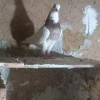 کبوتر طوقی|پرنده|اقبالیه, |دیوار