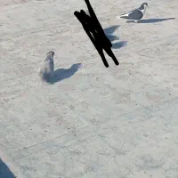 کفتر|پرنده|شیروان (خراسان), |دیوار