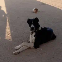 تولهنر۱۳یا۱۴ماهه