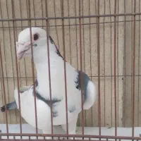 پنلگ سبزی نر