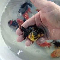 گلدفیش ۳.۵ الی ۴ اینچ|ماهی|ساری, |دیوار