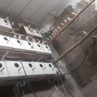 فنچ نرگسی شکلاتی معاوضه|پرنده|مشهد, بهمن|دیوار