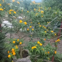 گل و گیاه|گل و گیاه طبیعی|احمدسرگوراب, |دیوار