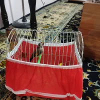 سهره ۳سال قفس