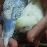 مرغ عشق|پرنده|بندرعباس, |دیوار