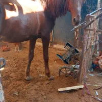 یک دونه اسب به فروش میرسد|اسب و تجهیزات اسبسواری|زابل, |دیوار