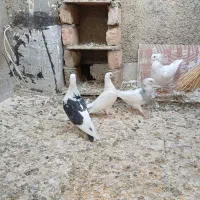 کبوتر|پرنده|کرج, ساسانی (قلمستان)|دیوار