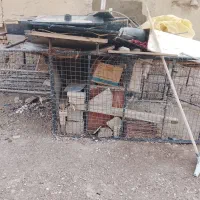 شیبان