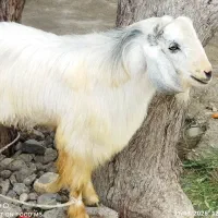 فروش نری چاق سرحال