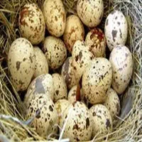 تخم بلدرچین