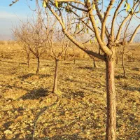 زمین کشاورزی|فروش زمین و ملک کلنگی|داران, |دیوار