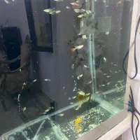 ماهی گوپی شکم پر  با اکواریوم