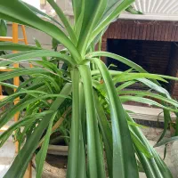 اشک ملکه گل موزی