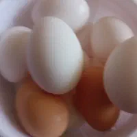 تخم مرغ محلی|خوردنی و آشامیدنی|شاهین دژ, |دیوار