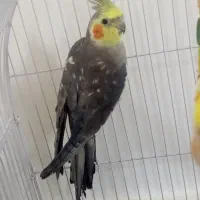 عروس هلندی سخنگو