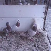 سرور زیل اسپیکی