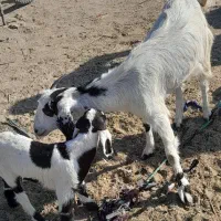 گیسع زایده بزه کهره بره مناسب