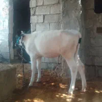 گوساله ماده