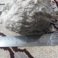 فسیل صدف