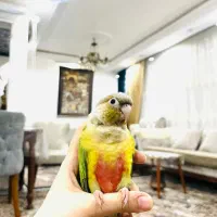 طوطی گرینچیک دستی