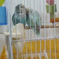 فروش پرنده کوتوله برزیلی