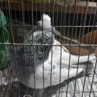 کبوتر  سینه سبز