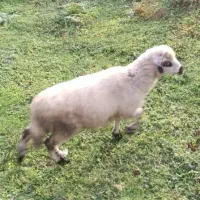 گوسفند و بره|حیوانات مزرعه|شفت, |دیوار