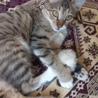 گربه|گربه|کرج, کمال‌شهر|دیوار