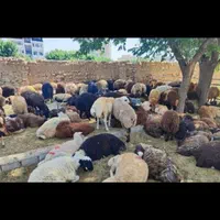 گوسفند زنده برای کل مراسمات