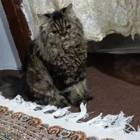 گربه ماده۱۱ماهه|گربه|ماکو, |دیوار