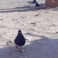 کبوتر|پرنده|دهدشت, |دیوار