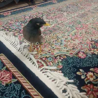 مرغ مینا|پرنده|کرمان, |دیوار