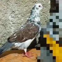 کبوترنر