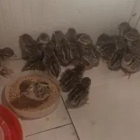 جوجه بلدرچین محلی