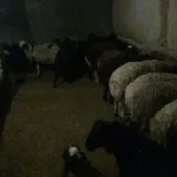 بره نر ماده